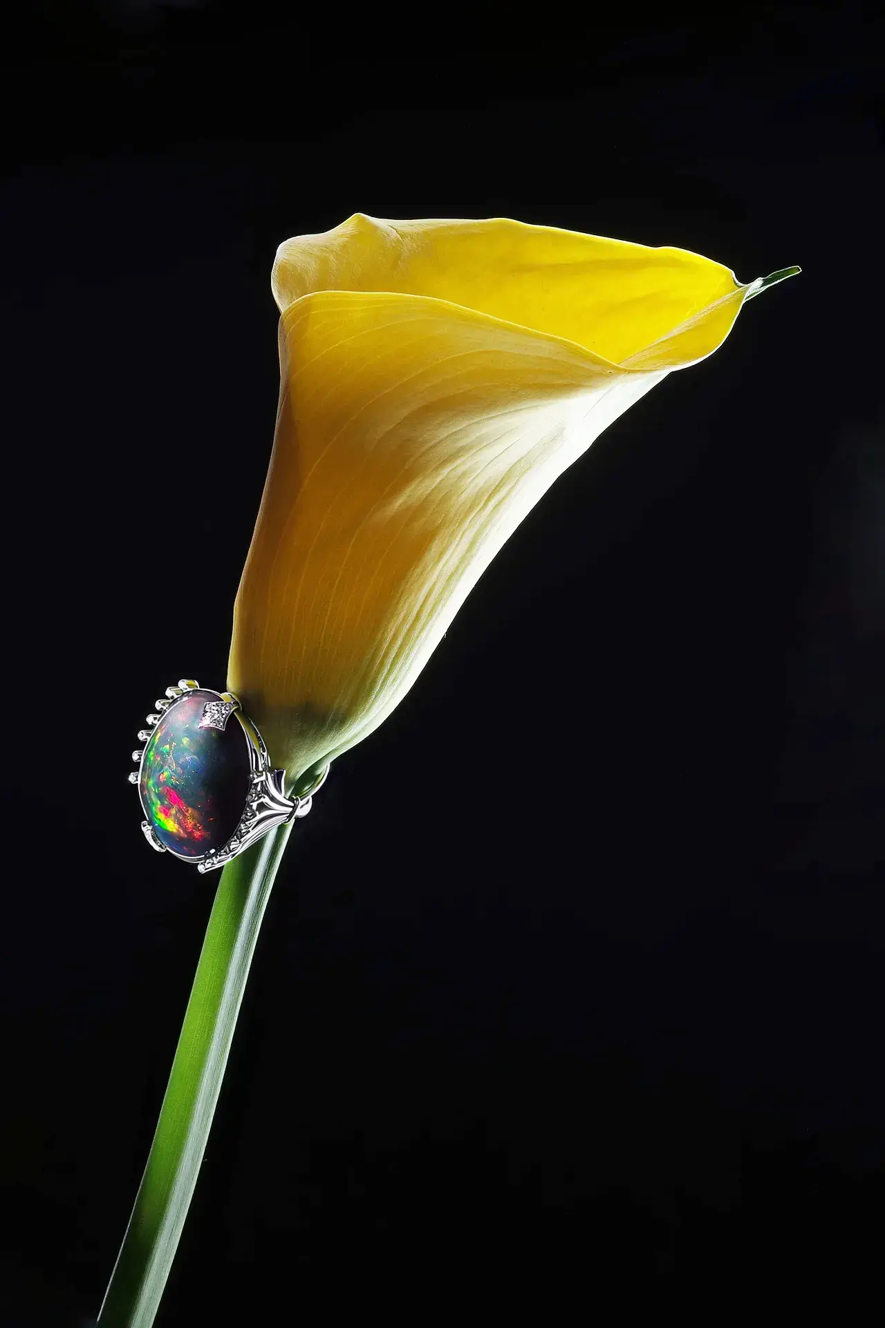 Calla Lily — Black Opal Ring